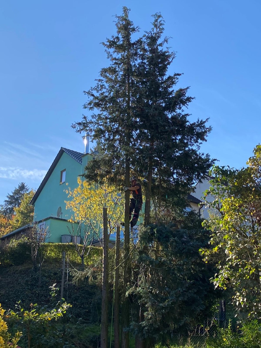 Baumpfleger bei der Kronenarbeit an einem Nadelbaum
