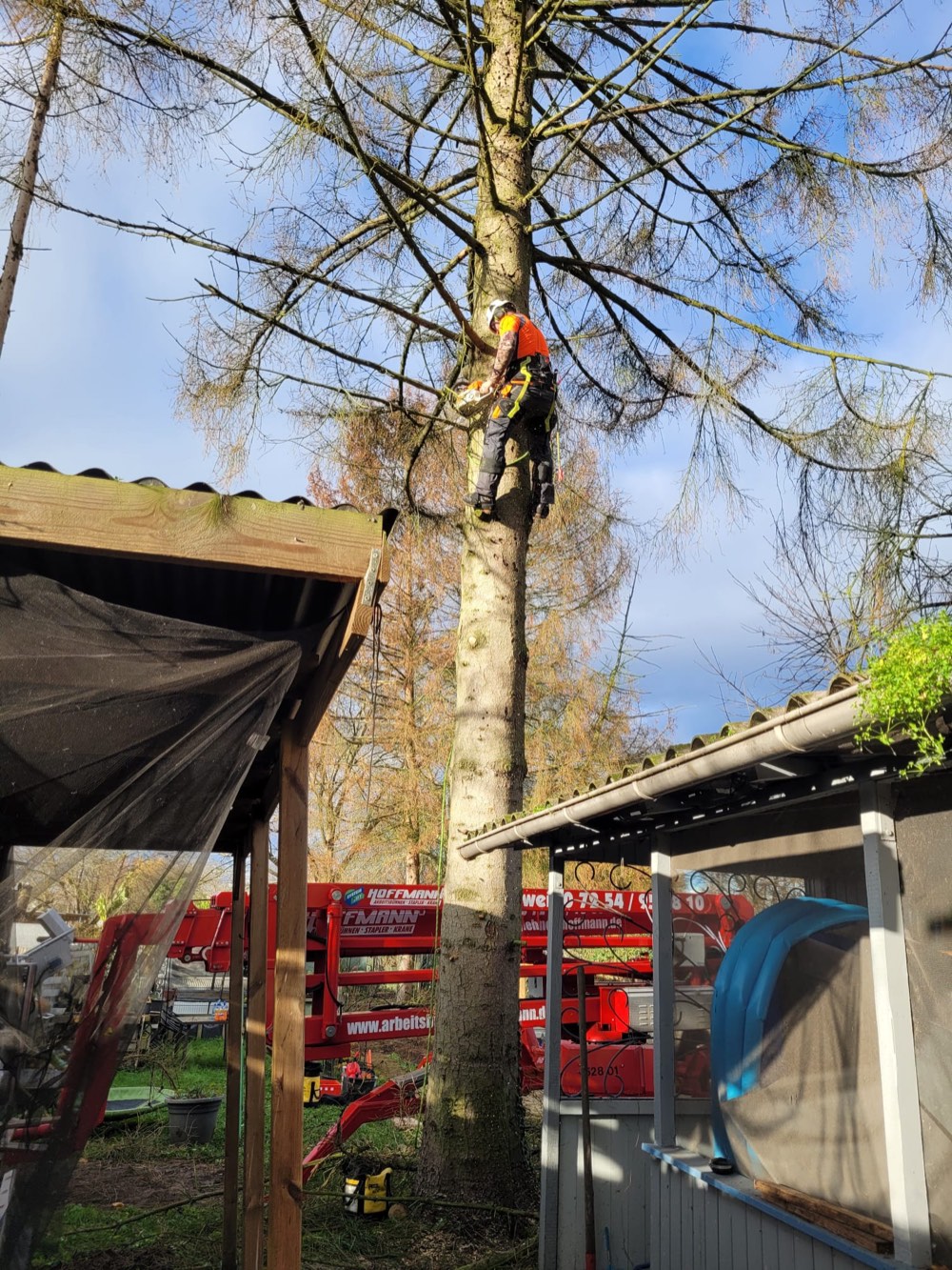 Baumfällung per Seilklettertechnik neben einem Gebäude