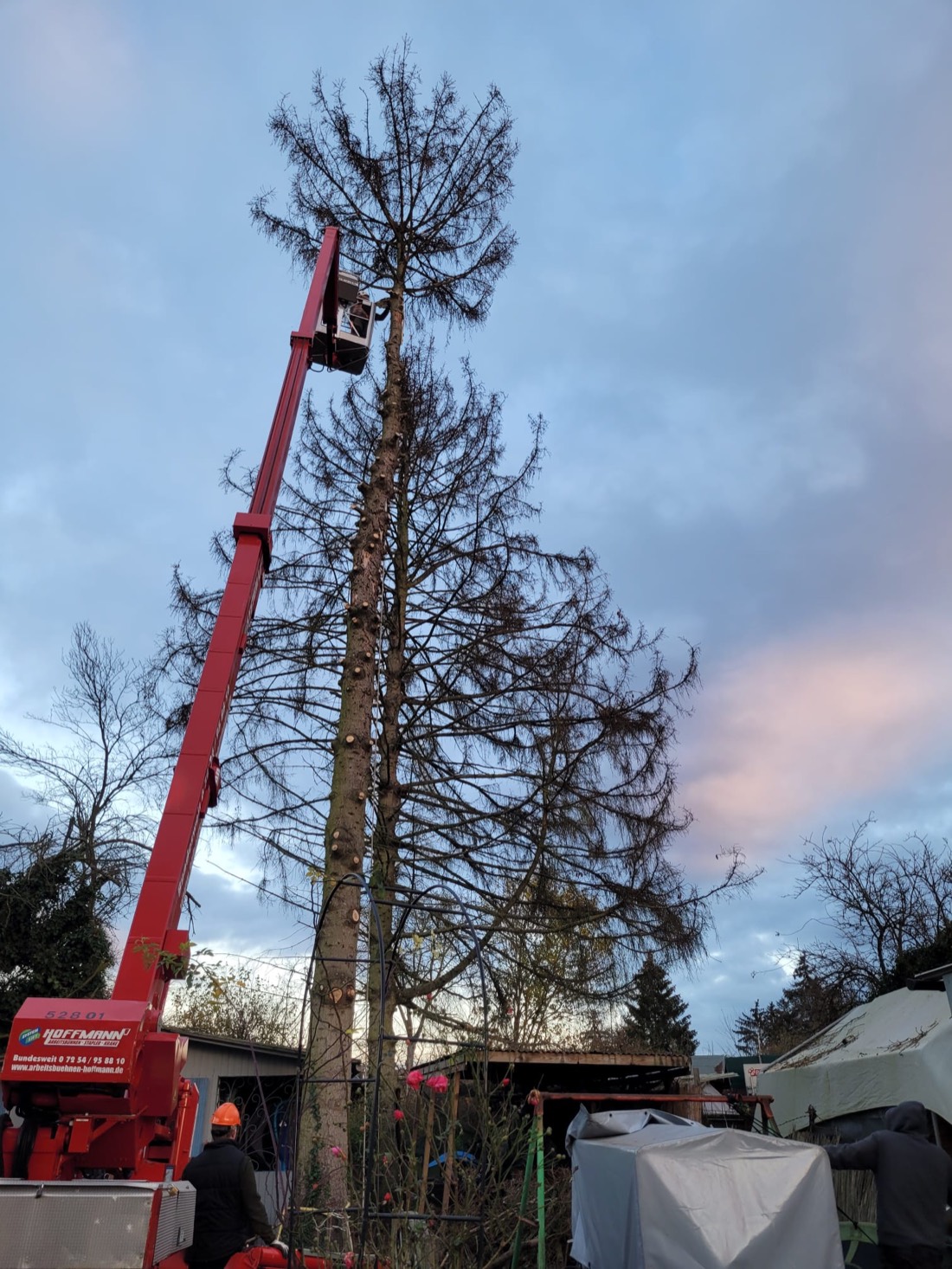 Baumfällung mit Kraneinsatz
